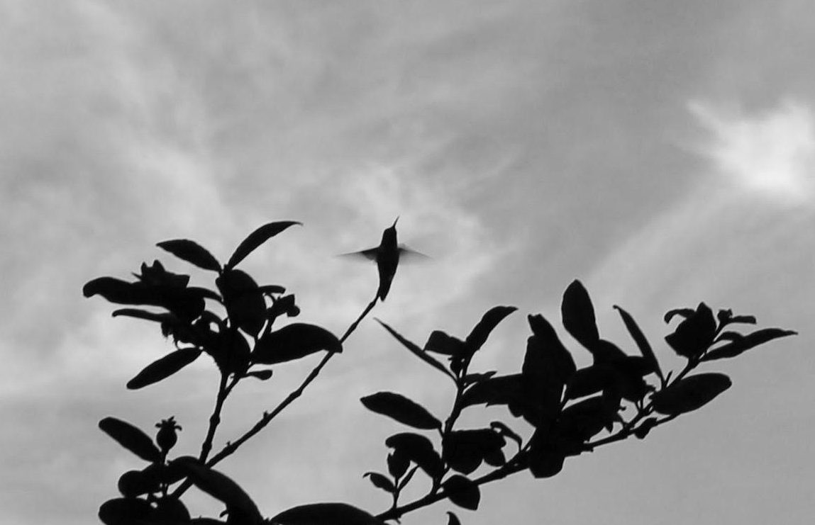 hummingbird_unaltered-march_25